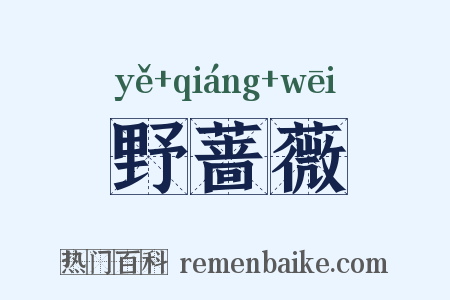野蔷薇是什么意思的图片